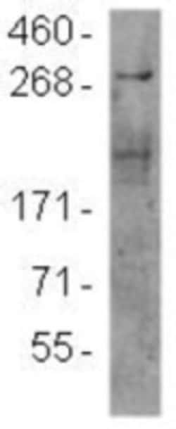 TOR/mTOR Antibody (F11), Novus Biologicals 25ug; Unlabeled:Antibodies,